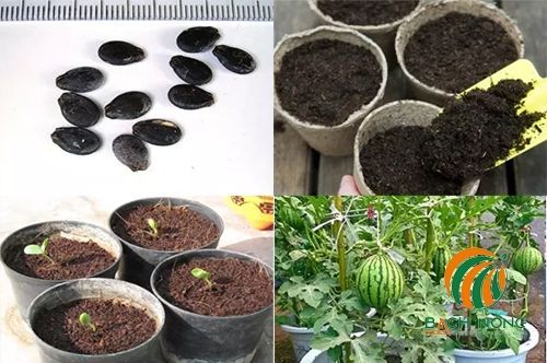 Cách trồng dưa hấu từ hạt
