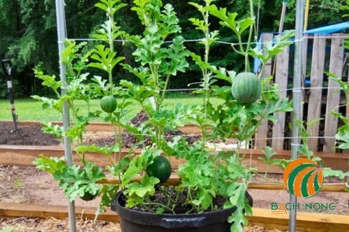 Lợi ích của việc trồng dưa hấu trong chậu