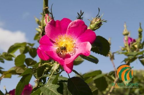 Hoa hồng Carolina (Rosa carolina) cận cảnh nở hoa
