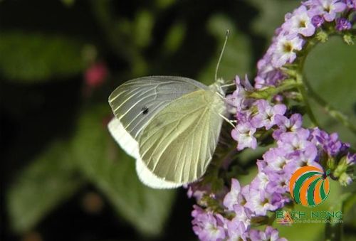Sâu bướm gây hại cây trồng