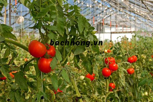 Trồng cà chua trong nhà kính bằng nước biến cho năng suất cao