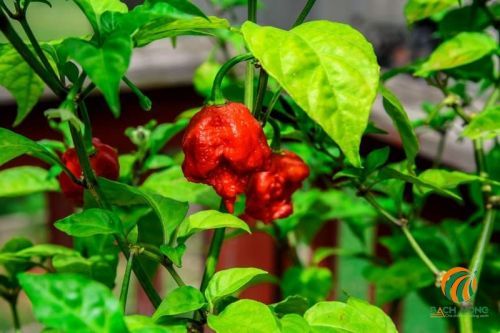 Cách trồng cây ớt ma