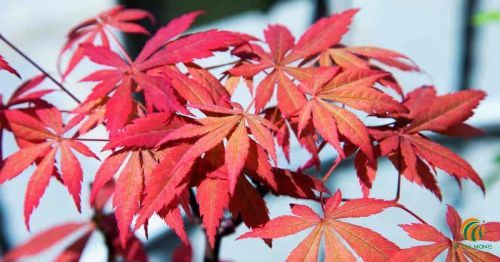 Cây phong lá đỏ Nhật Bản