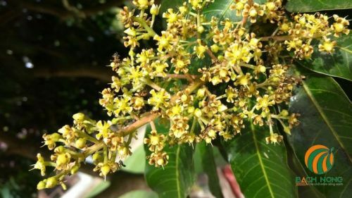 Hoa xoài ra ở đầu cành