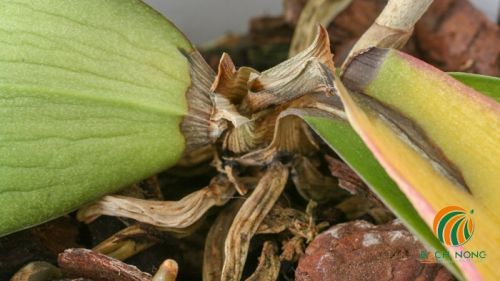 Cây hoa lan bị thối thân do nấm Fusarium