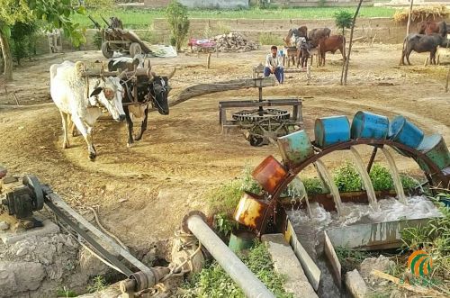 Sử dụng gia súc để nâng nước từ giếng lên đồng ruộng