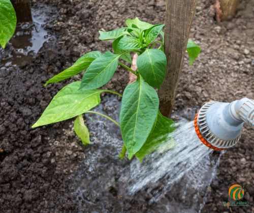 Phương pháp tưới nước sâu cho cây