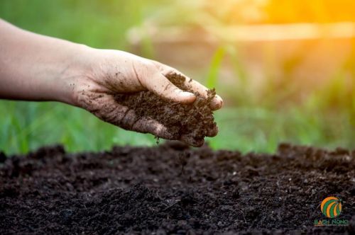 Phân trùn quế giúp cải tạo đất trồng hiệu quả
