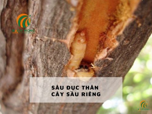 Sâu đục thân gây hại cây sầu riêng