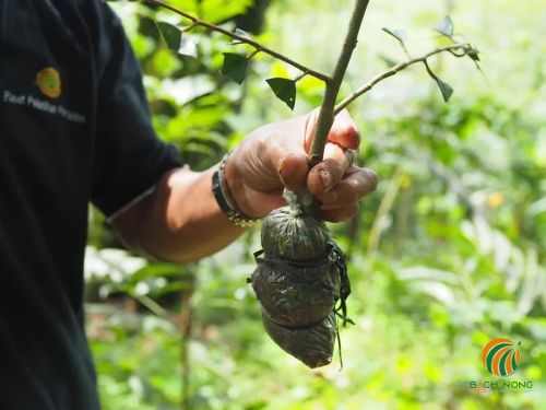 Tách cành sầu riêng chiết khi đã ra rễ