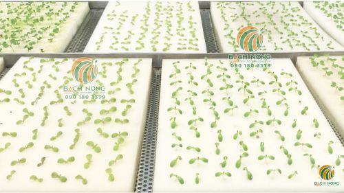 Ươm cây giống bằng mút xốp
