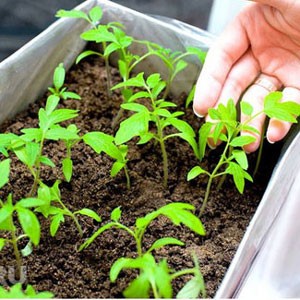 Cần tránh 6 Sai lầm khi trồng rau sạch tại nhà