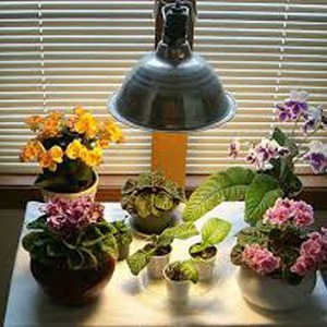 6 bí kíp bảo vệ hoa, cây trồng trong dịp đại hàn