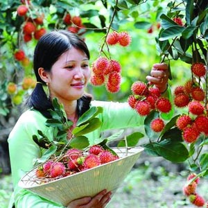 Những giống cây ăn trái bạc tỷ của nông dân Việt