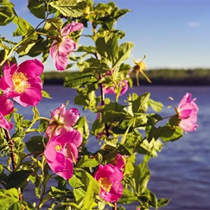 Cách trồng và chăm sóc hoa hồng Carolina