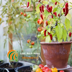 Cách trồng ớt trong chậu