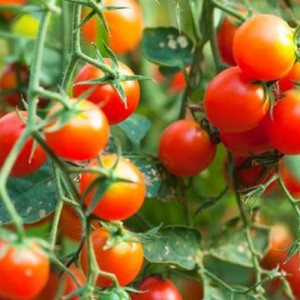 18 cây trồng đồng hành hỗ trợ cho cây cà chua
