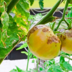 Cácg xác định, kiểm soát và ngăn ngừa bệnh cháy lá trên cà chua