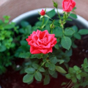 Cách trồng hoa hồng trong chậu