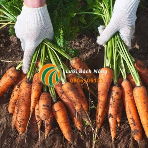 Cách trồng cà rốt Nantes