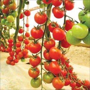 Mất bao lâu để hạt cà chua nảy mầm?