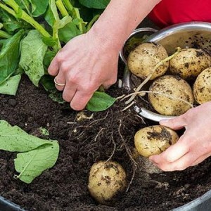 Cách trồng khoai tây trong chậu