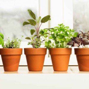 Cách trồng các loại thảo mộc cả trong nhà và ngoài trời