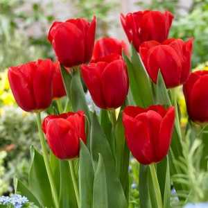 Cách trồng hoa tulip trong nhà vào mùa xuân