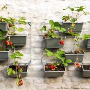 Bạn có thể trồng dâu tây trong một khu vườn thẳng đứng?