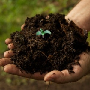Để làm khu vườn hữu cơ bạn cần chuẩn bị đất như thế nào?