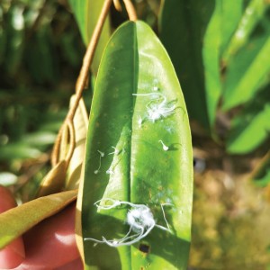 Các loại côn trùng ăn lá sầu riêng