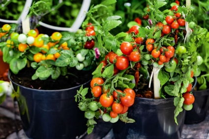 Cách trồng và chăm sóc rau, quả và thảo mộc trong chậu