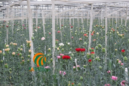 Cách trồng hoa cẩm chướng trong nhà kính
