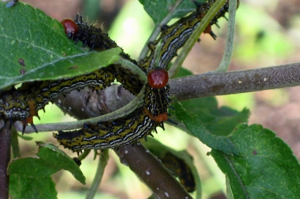 Những loại côn trùng ăn lá của cây ăn trái