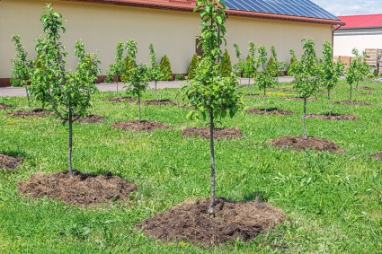 Các cách giữ ẩm đất cho cây ăn quả