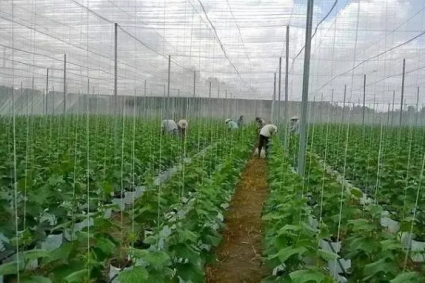 Mô hình trồng dưa leo trong nhà lưới