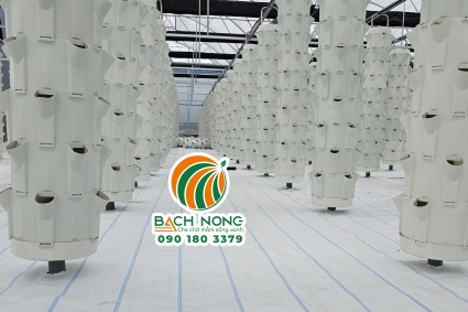 Kỹ thuật trồng rau khí canh trong nhà kính