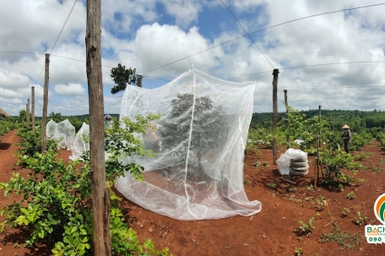 Lưới chống ruồi vàng: Giải pháp số 1 bảo vệ cây ăn quả không dùng thuốc