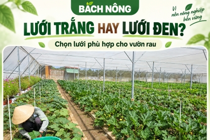 Làm nhà lưới trồng rau nên chọn lưới đen hay lưới trắng?